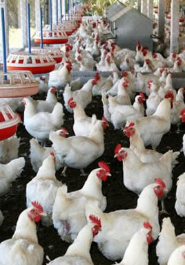 Poultry Production & Business Management