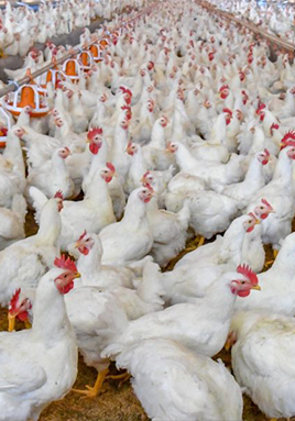 Poultry Production & Business Management